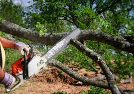 Tree and Shrub Care in Mountain Brook, AL