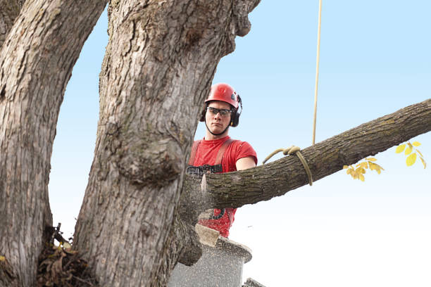 How Our Tree Care Process Works  in  Mountain Brook, AL